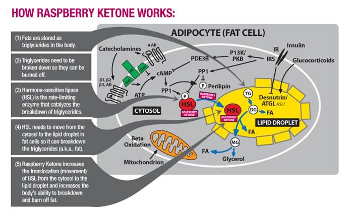 Raspberry Ketone How It Works