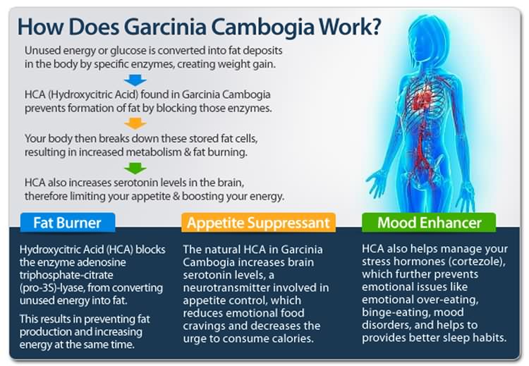 How Does Garcinia Cambogia Works