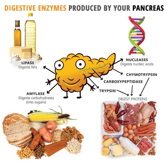 Explanation about Digestive Enzymes