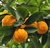 citrus-aurantium