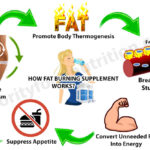 How Fat Burning Supplement Works