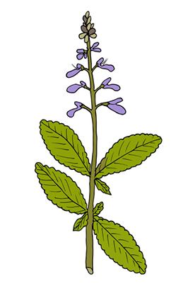 Original pure forskolin centennial colorado photo 9