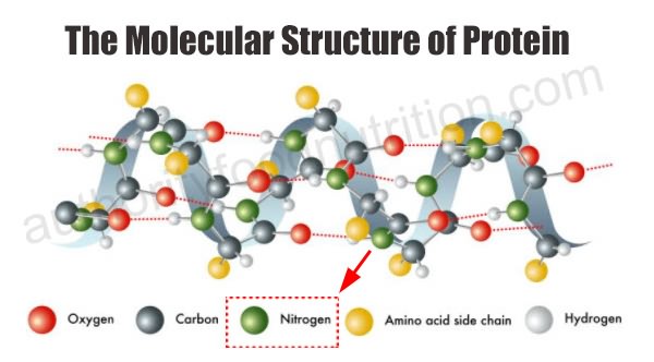 protein molecule