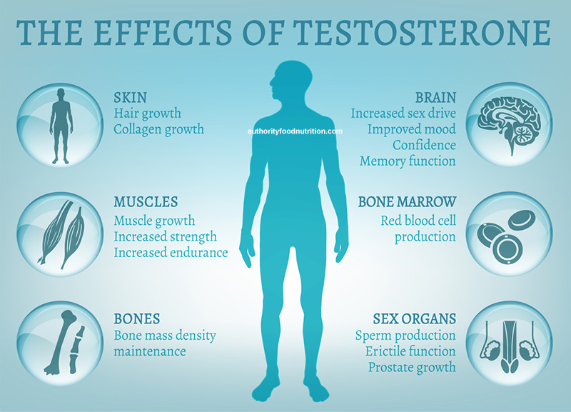 Functions of Testosterone